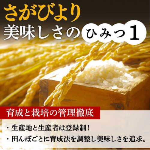 数量限定】【12回定期便】【令和5年度産 新米 先行受付】さがびより 計