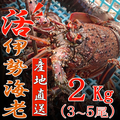 【捌き方レシピ・軍手付き】活きイセエビ漁師直送！！2ｋｇ以上（3～5尾、4～5人前）  897636 - 高知県室戸市