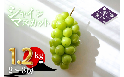 ＜25年発送先行予約＞笛吹市産　厳選シャインマスカット［1.2kg］（2～3房）フルーツ大国！山梨県笛吹市より産地直送 209-003  OUTTA REACH JAPAN