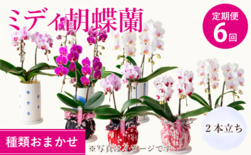 胡蝶蘭 定期便 熊本県産 ミディ 2本立ち×6回 【定期便6回】ミディ胡蝶蘭 2本立ち 洋蘭 観賞用 植物