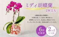 【定期便6回】ミディ胡蝶蘭 2本立ち 洋蘭 観賞用 植物