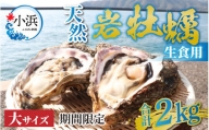 【先行予約】【期間限定】若狭の天然岩牡蠣（生食用）2kg 6〜8個入り【6月下旬より順次発送】