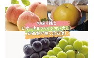 KF-T007【きよとう】旬採り桃とピオーネ＆シャインマスカット、新高梨が届く定期便！