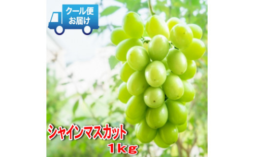 安心のクール便発送 収穫当日に産地直送 シャインマスカット 1kg(2房) ALPDB001 901434 - 山梨県南アルプス市