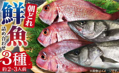 朝どれ 鮮魚 詰め合わせ 3種（2～3人前） 下処理 あり / アジ アラカブ タイ カワハギ など  魚 新鮮 セット 冷蔵 産地直送 下処理済み / 南島原市 / 美吉屋 [SDW003]