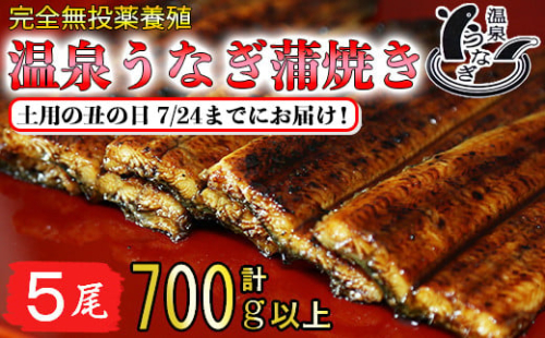 【まだ間に合う 土用の丑 7/24(水)までにお届け 】 完全無投薬養殖 国産 温泉うなぎ蒲焼 5尾 （140gサイズ）＜104-062_5＞