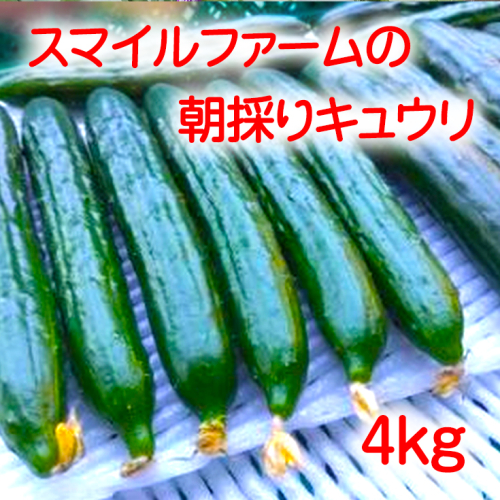 朝採りきゆうり4kg【FM01U2】 902022 - 滋賀県近江八幡市