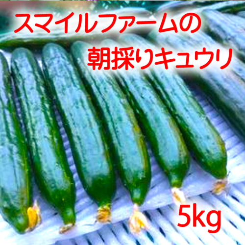 朝採りきゆうり5kg【FM02W】 902026 - 滋賀県近江八幡市