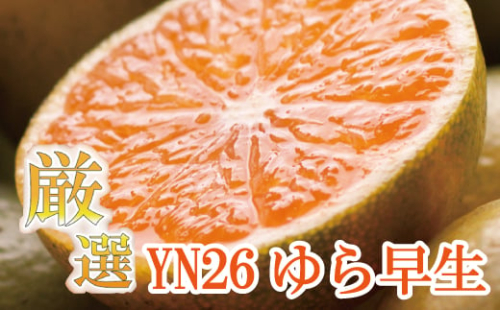 厳選　極早生有田みかん5kg+150g（傷み補償分）【YN26・ゆら早生】＜9月中旬より順次発送予定＞【ikd111B】 902215 - 和歌山県北山村