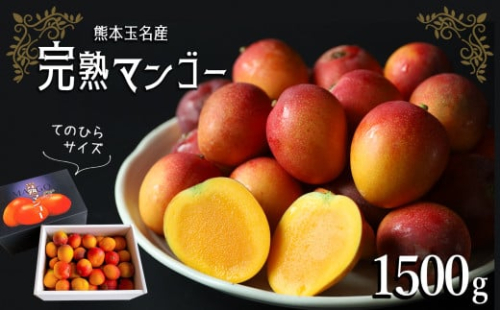 完熟マンゴー手のひらサイズ （ご家庭用） 約 1.5㎏ ｜ 果物 くだもの フルーツ マンゴー 家庭用 旬 夏 高糖度 熊本県 玉名市