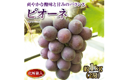 【ふるさと納税】ピオーネ ぶどう 葡萄 約 1kg 2房 さぬき 市 香川県