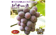 ピオーネ ぶどう 葡萄 約 1kg 2房 さぬき 市 香川県