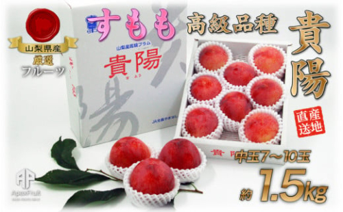【25年発送先行予約】厳選！南アルプス市産『貴陽』　中玉約1.5kg（7～10玉） ALPDD013