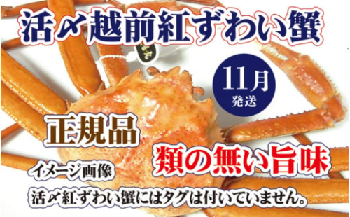 活〆越前 紅ずわいがに × 1杯 旨味満載！！【浜茹で 紅ズワイガニ 紅ずわい蟹 かに カニ 蟹 姿 ボイル 冷蔵 福井県】【11月発送分】希望日指定不可 [e37-x001_11b]