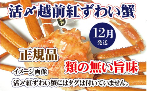 活〆越前 紅ずわいがに × 1杯 旨味満載！！【浜茹で 紅ズワイガニ 紅ずわい蟹 かに カニ 蟹 姿 ボイル 冷蔵 福井県】【12月発送分】希望日指定不可 [e37-x001_12b]