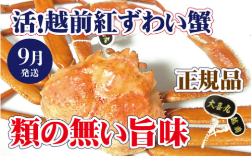 活！越前 紅ずわいがに × 1杯 旨味満点！！【紅ズワイガニ 紅ずわい蟹 かに カニ 蟹 姿 生 ボイル 冷蔵 福井県】【9月発送分】【浜茹でお届け】希望日指定不可 [e37-x002_09b]