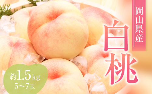 桃 2026年 先行予約 赤磐の 白桃 約1.5kg 5～7玉 JA晴れの国 糖度センサー選果 もも モモ 岡山県 赤磐市産 国産 フルーツ 果物 ギフト デザート 果肉  90856 - 岡山県赤磐市