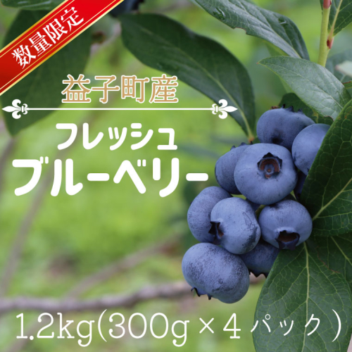 ＼数量限定／ 益子町産 フレッシュブルーベリー 1.2kg (300g×4パック) | ブルーベリー  順次発送 フルーツ 新鮮 旬 期間限定 ハイブッシュ系 大粒 ジューシー スムージー (AA019-1) 908639 - 栃木県益子町