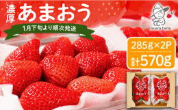 いちご あまおう ギフト スイーツ 苺 果物 フルーツ 期間限定 先行販売 予約販売 贈答 プレゼント 贈り物 年明け発送 先行予約
