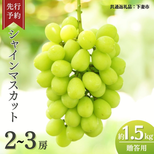 《 先行予約 》 シャインマスカット 2～3房 ( 約 1.5kg )  贈答用 【2026年8月下旬頃発送開始】 ( 共通返礼品：下妻市 )フルーツ 果物 マスカット ぶどう 葡萄 ブドウ 旬 国産 産地直送 化粧箱 ギフト 【石崎ぶどう園】 909990 - 茨城県牛久市