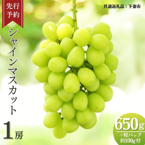 《 先行予約 》 シャインマスカット 1房 ( 約650g + 粒パック 約100g付 )【2026年8月下旬頃発送開始】 ( 共通返礼品：下妻市 ) フルーツ 果物 マスカット ぶどう 葡萄 ブドウ 旬 国産 産地直送 化粧箱 ギフト 【石崎ぶどう園】 909991 - 茨城県牛久市