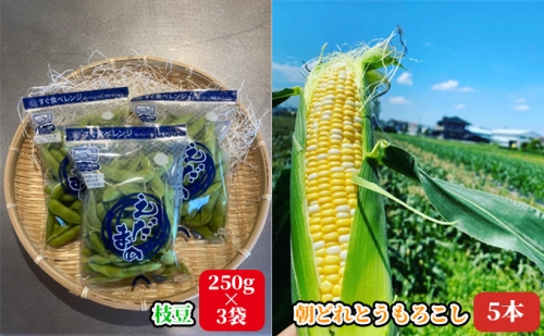 【2023年6月より順次発送】朝どれ とうもろこし 5本・枝豆 250g×3袋セット（菊川市産）【配送不可：北海道・沖縄・離島】 910033 - 静岡県菊川市