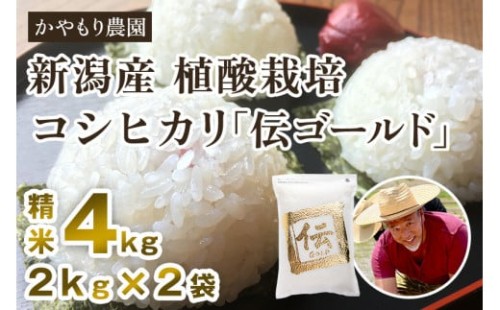 【令和6年産米】新潟産コシヒカリ「伝ゴールド」白米真空パック 精米4kg（2kg×2）南麻布の高級料亭で提供される極上米 かやもり農園