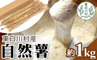 東白川村の自然薯（じねんじょ） 15000円