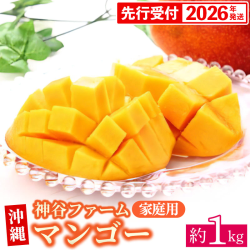 【先行受付】【2026年発送】神谷ファームのマンゴー（家庭用）約1Kg - 先行予約 沖縄県産 産地直送 南国フルーツ 旬の味覚 季節の果物 ご自宅用 沖縄マンゴー 沖縄県 八重瀬町 91104 - 沖縄県八重瀬町