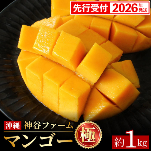【化粧箱入】【先行受付・2026年発送】神谷ファームのマンゴー（極）約1Kg - 先行予約 沖縄県産 産地直送 南国フルーツ 旬の味覚 季節の果物 贈り物 ギフト 沖縄県 八重瀬町 91109 - 沖縄県八重瀬町