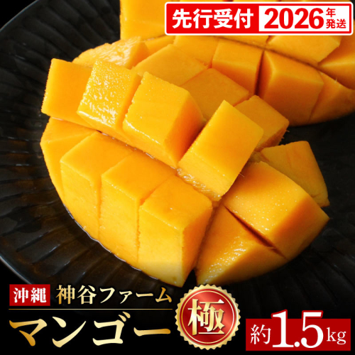 【化粧箱入】【先行受付・2026年発送】神谷ファームのマンゴー（極）約1.5Kg - 先行予約 沖縄県産 産地直送 南国フルーツ 旬の味覚 季節の果物 贈り物 ギフト 沖縄県 八重瀬町 91110 - 沖縄県八重瀬町