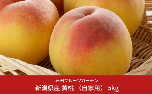 先行予約 黄桃 自家用 5kg  [2025年発送分] 令和7年産 新潟県産黄桃 新潟フルーツ [石田フルーツガーデン] 【011P013】 911278 - 新潟県三条市