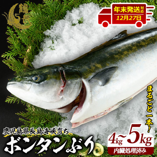 ＜2025年12月27日発送予定＞ボンタンぶりまるごと一本(内臓処理済) ぶり 柵 刺身 ブリ 切り身 鰤 1本 鮮魚 下処理済み 鮮魚 1匹 刺身 ぶりしゃぶ ぶりかま 【鶴長水産】turu-7315 911737 - 鹿児島県長島町
