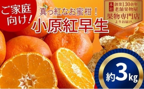 【2025年11月中旬より順次発送】ご家庭用！真っ赤なみかんの小原紅早生　約3kg 果物 フルーツ 柑橘 デザート おやつ 食後 国産 日本産 産地直送 香川オリジナル品種 食べ物