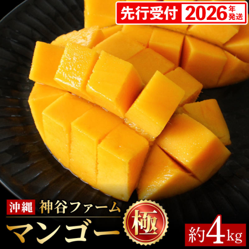 【化粧箱入】【先行受付・2026年発送】神谷ファームのマンゴー（極）約4Kg - 先行予約 沖縄県産 産地直送 南国フルーツ 旬の味覚 季節の果物 贈り物 ギフト 沖縄県 八重瀬町 91204 - 沖縄県八重瀬町