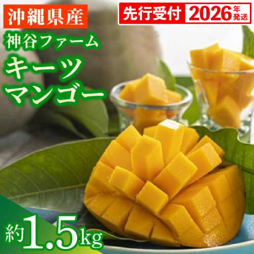 【先行受付】【2026年発送】神谷ファームのキーツマンゴー 約1.5kg - 先行予約 沖縄県産 産地直送 南国フルーツ 旬の味覚 季節の果物 希少種 贈り物 ギフト 沖縄県 八重瀬町 91205 - 沖縄県八重瀬町