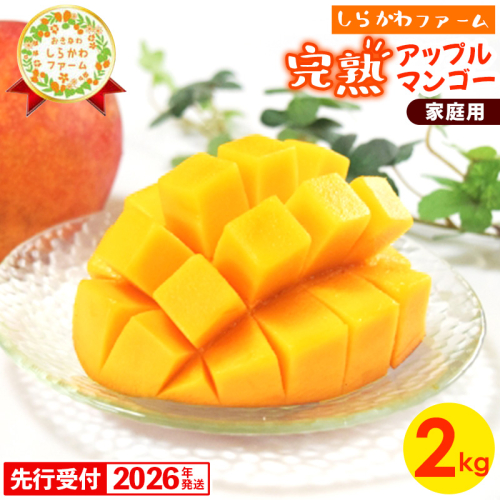 【先行受付】【2026年発送】しらかわファームの家庭用アップルマンゴー約2kg - 先行予約 沖縄県産 産地直送 南国フルーツ 旬の味覚 季節の果物 ご自宅用 家庭用 沖縄県 八重瀬町 91217 - 沖縄県八重瀬町