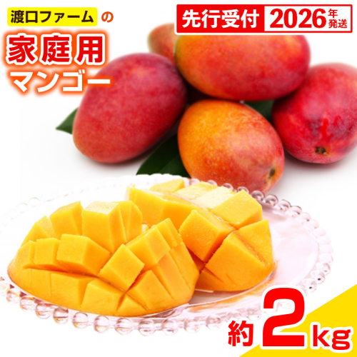 【先行受付】【2026年発送】渡口ファームの家庭用マンゴー約2kg - 先行予約 沖縄県産 産地直送 南国フルーツ 旬の味覚 季節の果物 ご自宅用 沖縄マンゴー 沖縄県 八重瀬町 91220 - 沖縄県八重瀬町