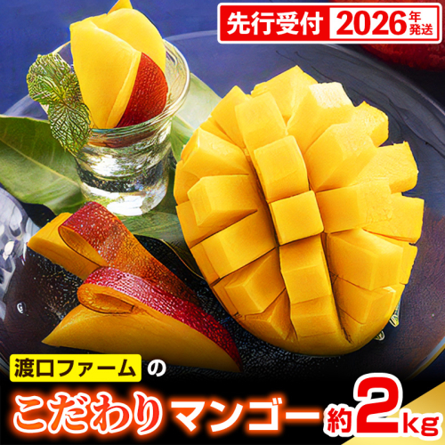 【化粧箱入】【先行受付・2026年発送】渡口ファームの こだわりマンゴー 約2kg - 先行予約 沖縄県産 産地直送 南国フルーツ 旬の味覚 季節の果物 贈り物 ギフト 沖縄県 八重瀬町 91221 - 沖縄県八重瀬町