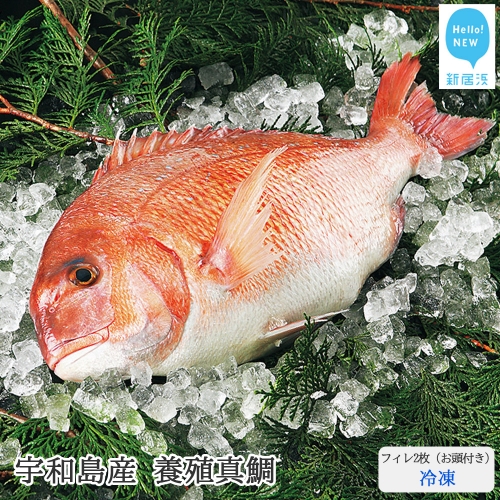 愛媛県産養殖真鯛フィレ2枚（お頭付き・冷凍）お刺身で！焼いて！煮て食べ鯛！ 新鮮・安心