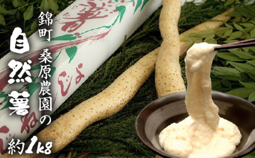 自然薯 約1kg 錦町産 桑原農園 配送不可：離島  91840 - 熊本県錦町