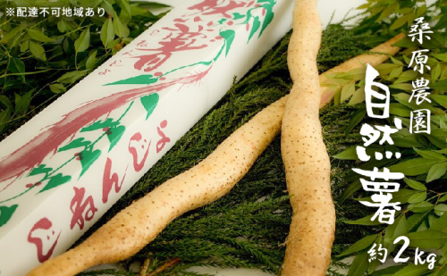 自然薯 約2kg 錦町産 桑原農園 配送不可：離島 野菜 根菜  91849 - 熊本県錦町