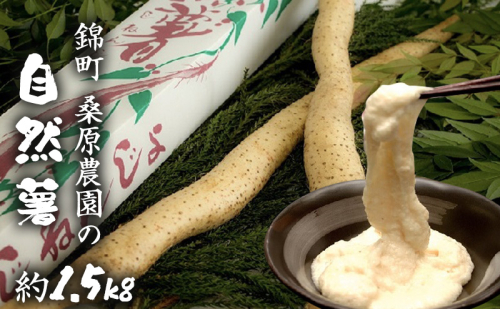 自然薯 約1.5kg 錦町産 桑原農園 配送不可：離島  91854 - 熊本県錦町