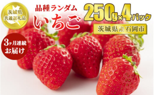 【先行予約】【茨城県共通返礼品　石岡市産】【定期便】いちごの3ヶ月連続お届けセット（250g×4パック）×3回※2026年1月～3月頃に順次発送予定
