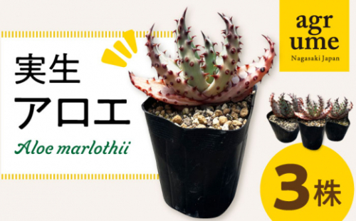 実生アロエ Aloe marlothii 3株 長与町/アグリューム [EAI087] 観葉植物 アガベ 多肉植物 苗 植物 あがべ