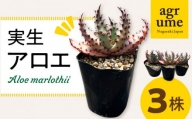実生アロエ Aloe marlothii 3株 長与町/アグリューム [EAI087] 観葉植物 アガベ 多肉植物 苗