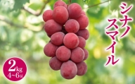 シナノスマイル 2kg (4～6房）| 先行 予約 ぶどう 葡萄 希少 品種  赤系 ブドウ 種無し フルーツ 特産品 千曲市 長野県 人気 くだもの おやつ  ながの ちくま