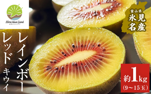 【先行予約】氷見産キウイ（レインボーレッド）1kg以上（9～15玉） 【2025年11月以降順次発送】 ｜　富山県 氷見市 レインボーレッドキウイ 国産 キウイフルーツ 921368 - 富山県氷見市