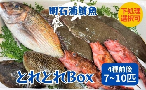 とれとれBox（4種前後 7～10匹）下処理可[ 鮮魚 旬 詰合せ 簡単料理 ] 925268 - 兵庫県明石市