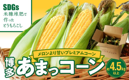 【先行予約】農家直送！SDGs米糠堆肥で作った博多あまっコーン4.5キロ以上（10～15本）【2025年6月より順次出荷】_【先行予約】 2025年6月より順次出荷 とうもろこし 博多あまっコーン 約 4.5kg 以上 10本 〜 15本 プレミアムコーン 粒が大きい 食べ応え 美味しい 糖度 野菜 お取り寄せ 福岡県 久留米市 送料無料_Gv035